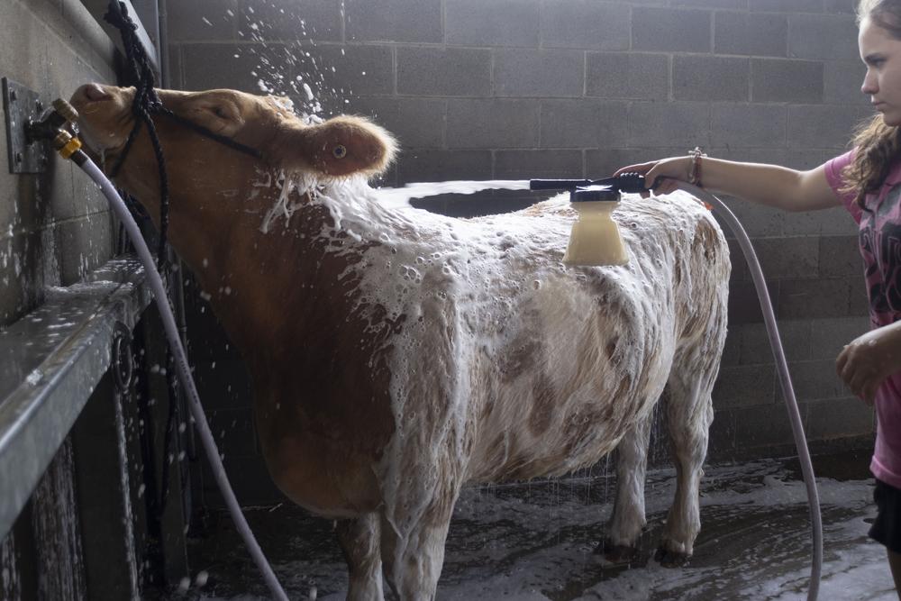 Hunter Aeschlimann of Perry, Georgia washes and grooms her cow, Apollo, at the Georgia National Fairgrounds and Agriculture Center on Oct. 5, 2024. Aeschlimann has owned Apollo for almost a year, and he placed 7th in the 2nd ring of the Junior Beef Showmanship this year. (Photo/Lux Corrona)