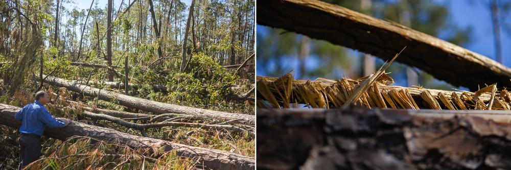 Erick Brown of the Georgia chapter of the Nature Conservancy tries to find his way through trees felled by Hurricane Helene at Broxton Rocks, an ecologically rich place in Coffee County managed by the conservancy.