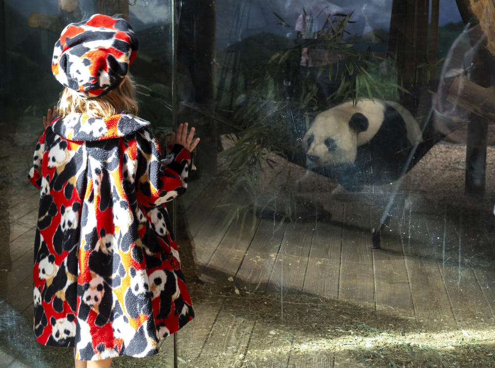 A guest at Zoo Atlanta views a Giant panda in exhibit.