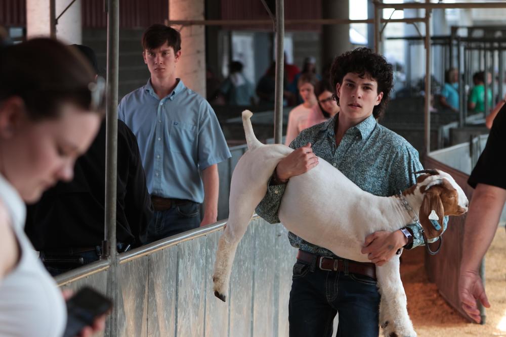 Mason Pelphrey, from White County, Georgia, carries his goat, Tanya in between barns at the Georgia National Fair in Perry, Georgia on Saturday, Oct. 5, 2024. Pelphrey has shown three times at the fair. (Photo/Jaxon Meeks)