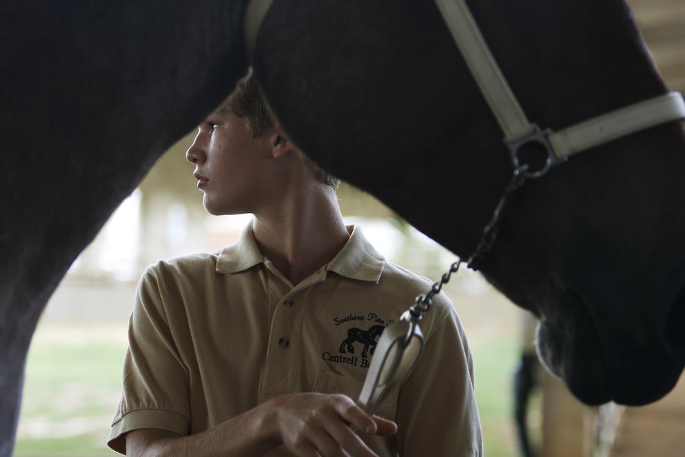 Abel Cantrell, 13, from Lamar County, Alabama, pulls the reins of his horse, Darth Vader, after he won first prize in the Weaning Belgian Stallion competition at the Georgia National Fair in Perry, Georgia on the morning of Saturday, October 5, 2024. Dwain Cantrell, Abel's grandfather, owns the horse and mentioned that it had been a dream to get to watch his grandchildren compete at the fair, and he was proud as it was his first show. (Photo/Frankie Hennessy)