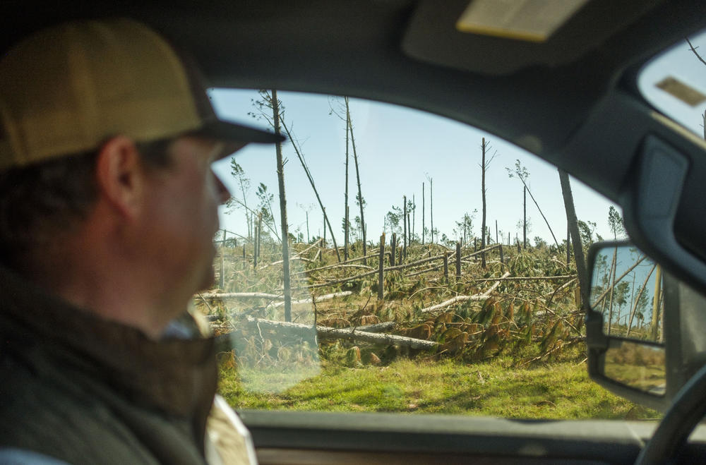 A catastrophically damaged timber stand as seen from Ben Gillis' truck.