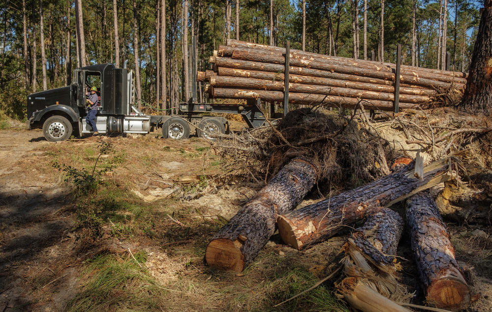 Discarded stumps and roots, right, and a load of salvaged timber in a Treutlen County pine stand damaged by Hurricane Helene. 