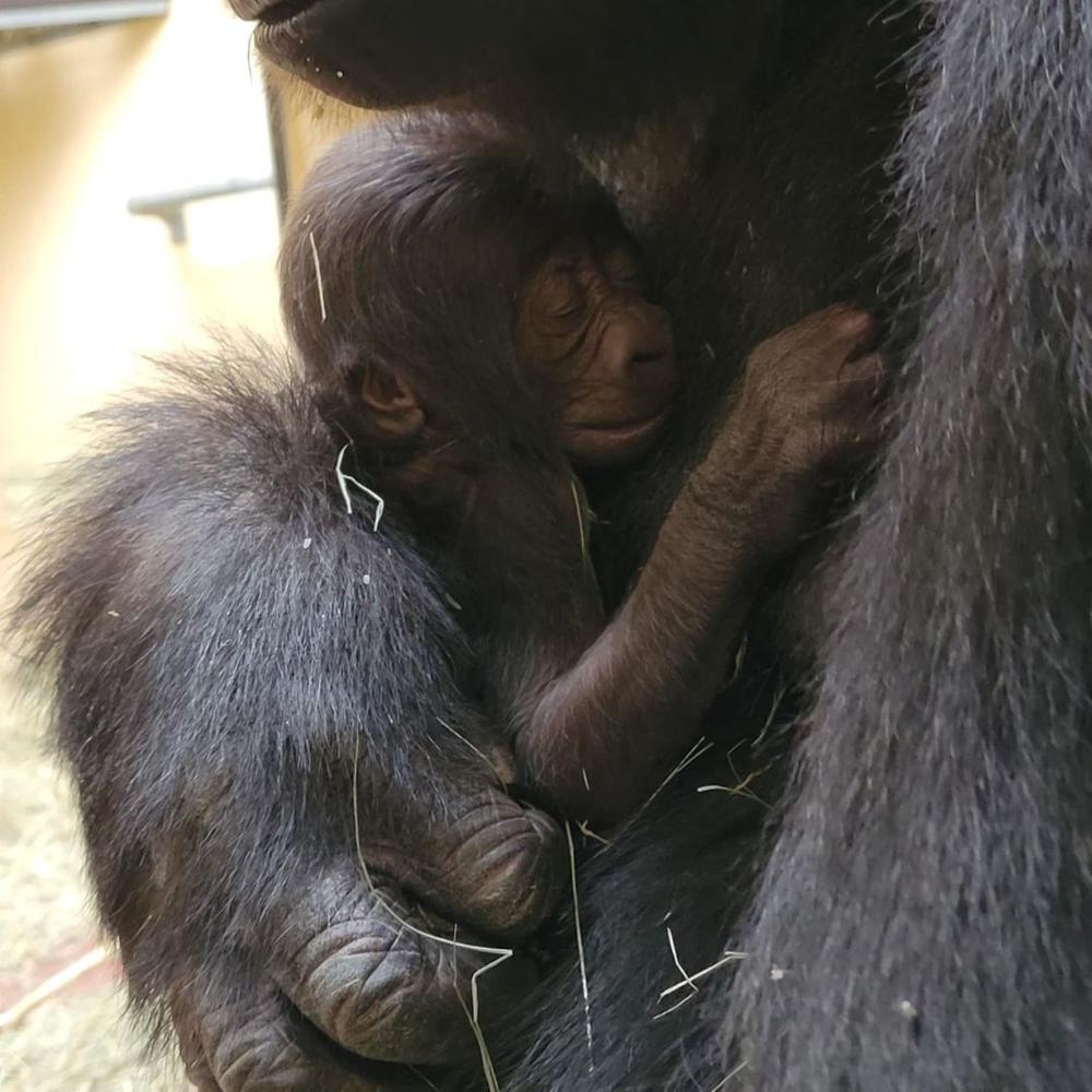 Kambera, a western lowland gorilla at Zoo Atlanta, delivered the 26th gorilla born at the Zoo on November 13, 2024. 