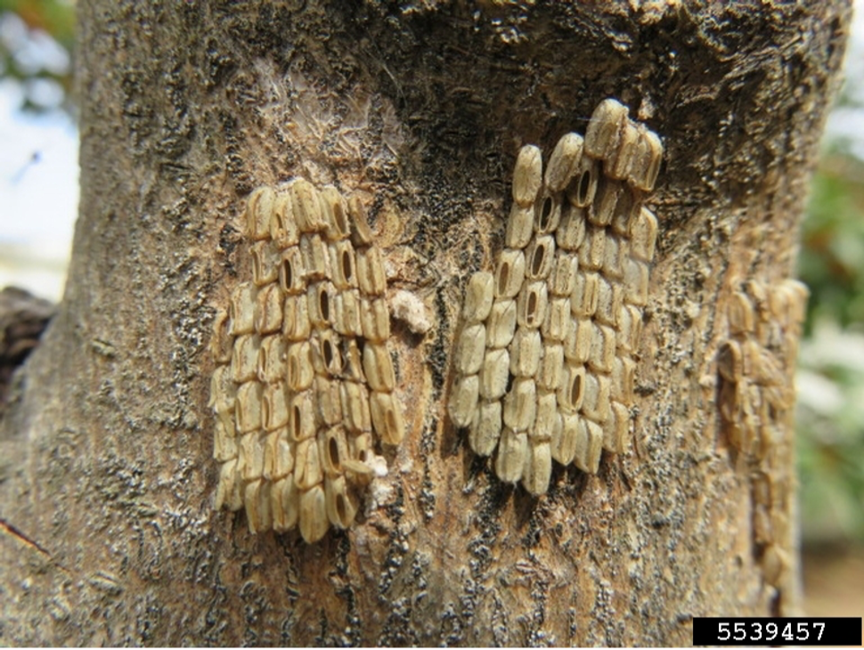 Pictured: Spotted lanternfly egg mass. Photo by Kenneth R. Law, USDA APHIS PPQ, Bugwood.org