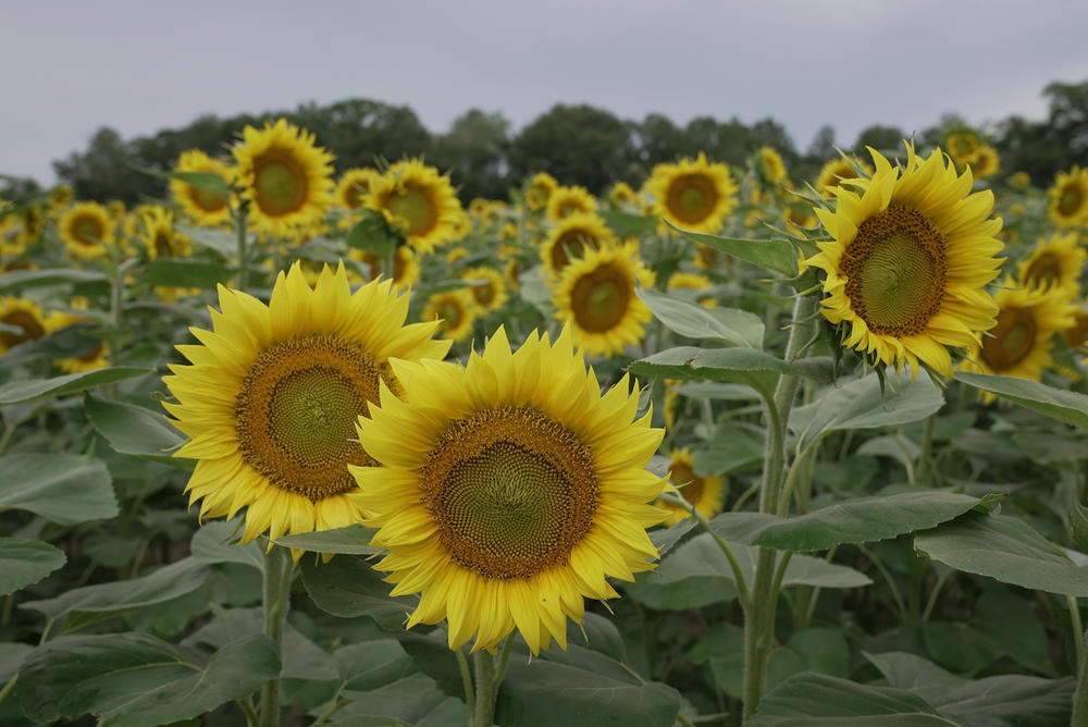 Sunflowers growing at Oliver Farm