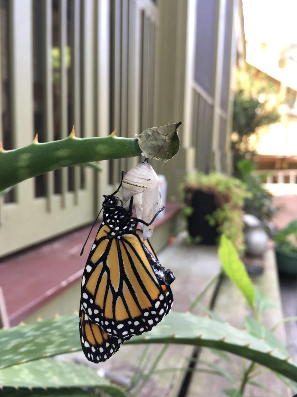 A freshly emerged monarch butterfly in Savannah on Nov. 18, 2024. Credit: Mary Landers/The Current GA