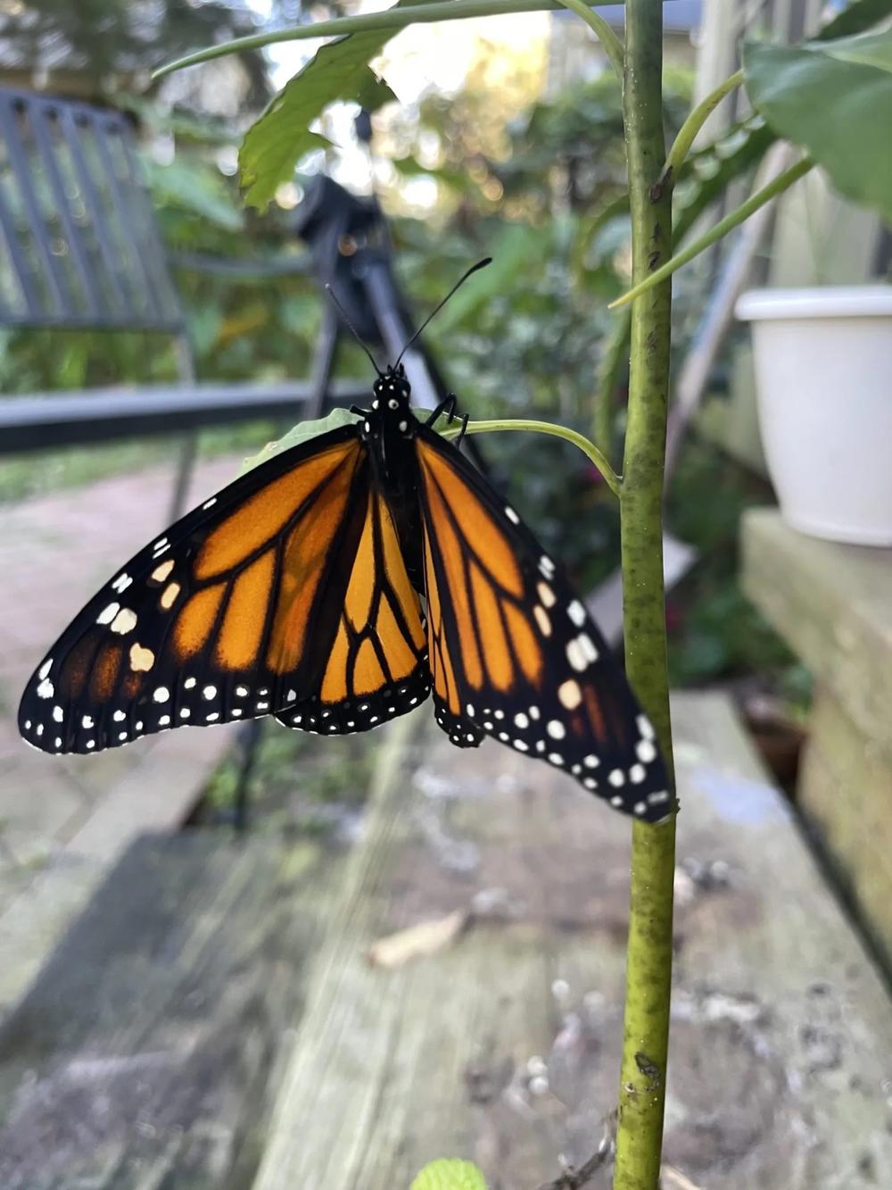 A newly emerged monarch butterfly climbs a potted avocado plant in Savannah on Nov. 18, 2024. Credit: Mary Landers/The Current GA