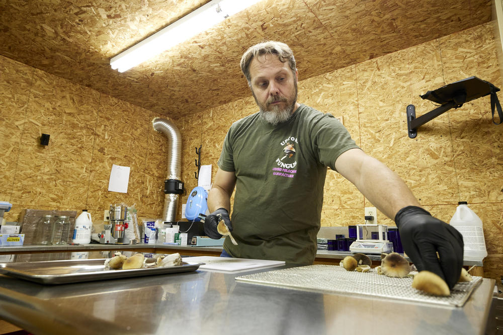 Gared Hansen cuts psilocybin mushrooms in his Uptown Fungus lab to prepare for distribution in Springfield, Ore., Monday, Aug. 14, 2023.