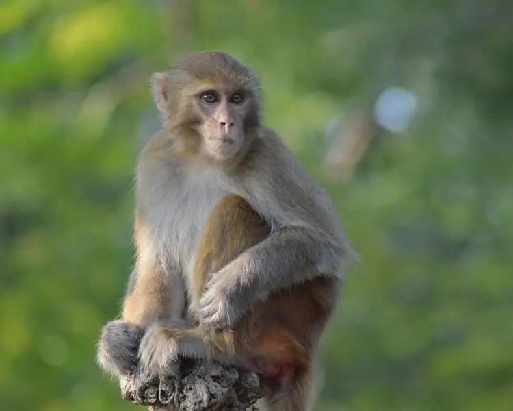 A young rhesus monkey is shown.