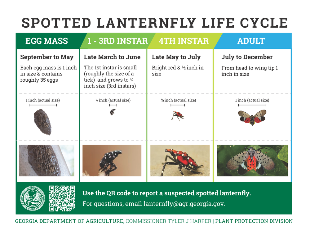 Spotted lanternfly life cycle. Georgia Department of Agriculture