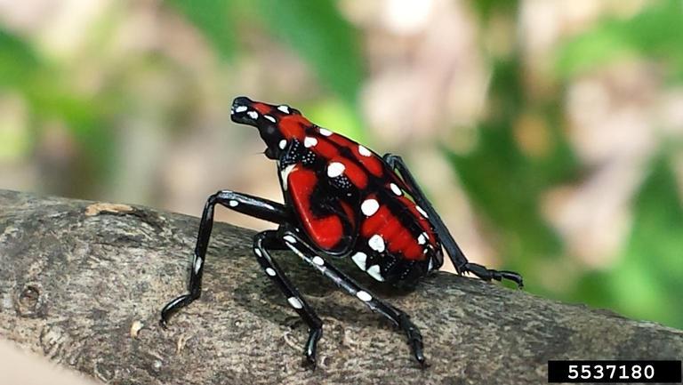 Nymphs (juvenile spotted lanternflies) are black with white spots and turn red as they develop.