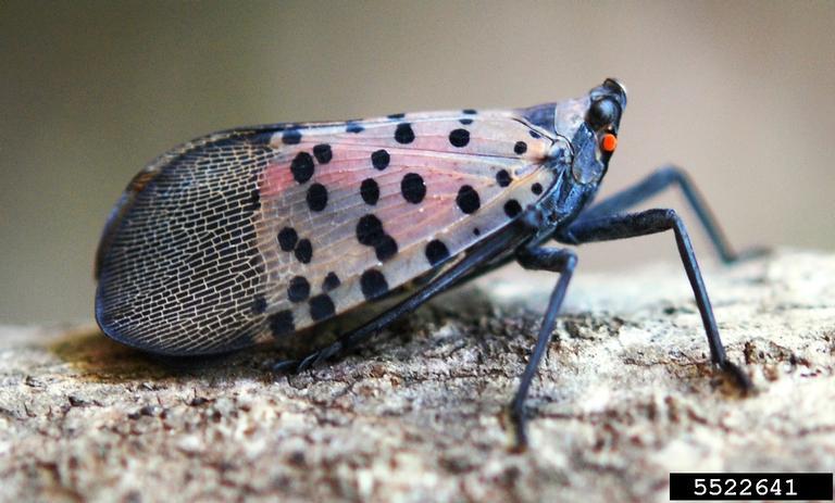 Pictured: An adult spotted lanternfly. Photos by Lawrence Barringer, Pennsylvania Department of Agriculture, Bugwood.org