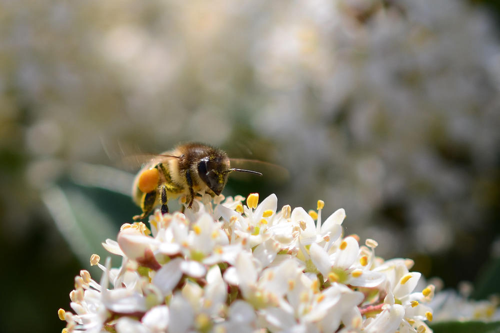 A honeybee pollinating a flower