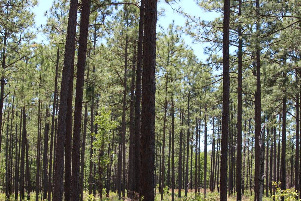 A longleaf pine forest on private land in Middle Georgia.