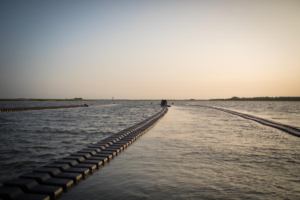 Concrete pilings protect a mariculture zone along Chatham County's Bull River, similar to the one being planned in Glynn County.