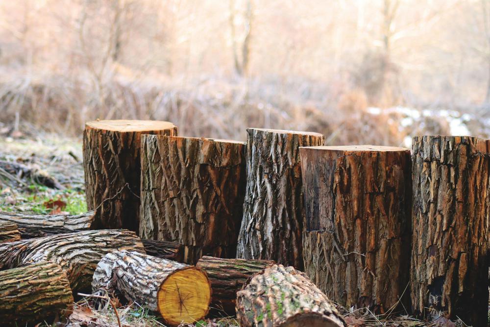 Brown Tree Logs (Pexels)