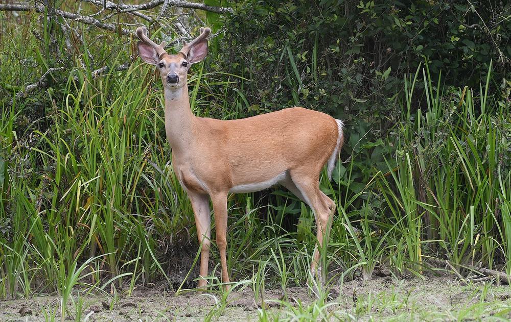  A white-tailed buck in Gwinnett County is among the 1 million of its deer species roaming Georgia’s woodlands, farmlands and urban areas. Hank Ohme/Georgia Wildlife Federation 