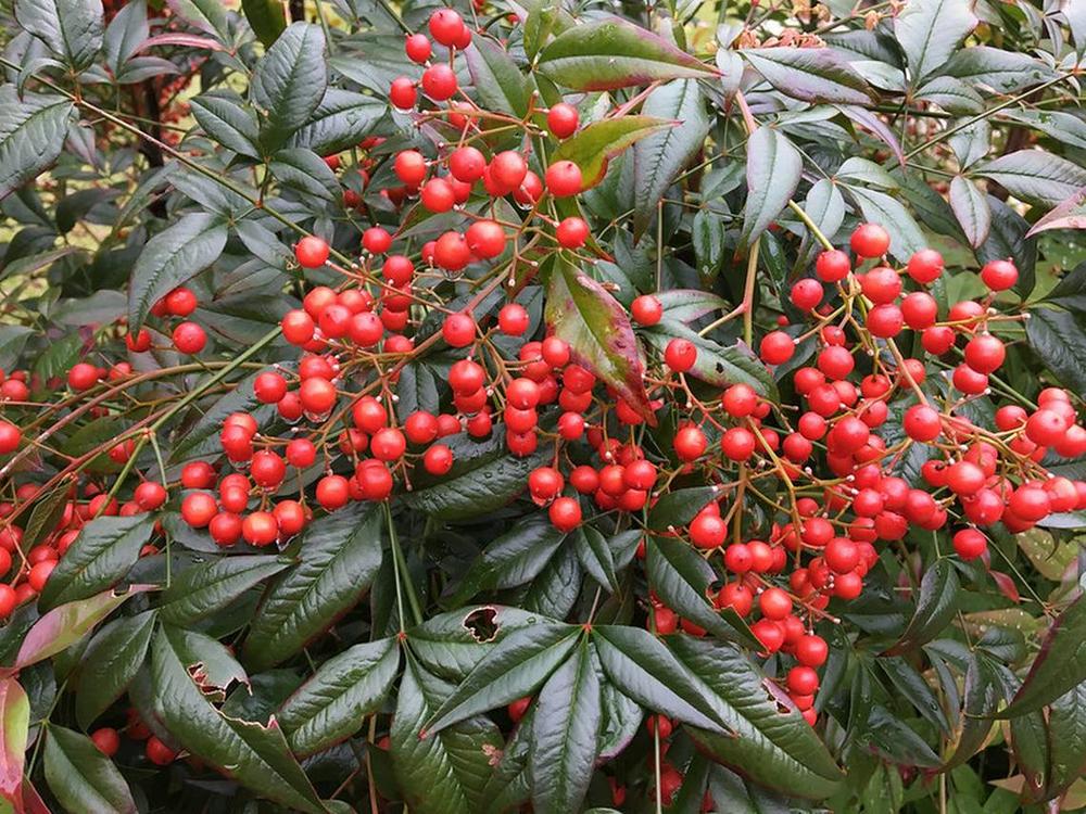 Nandina domestica’s red berries contain cyanide, which is often deadly for birds and pets. Scott Zona/ Courtesy of the NC Botanical Garden