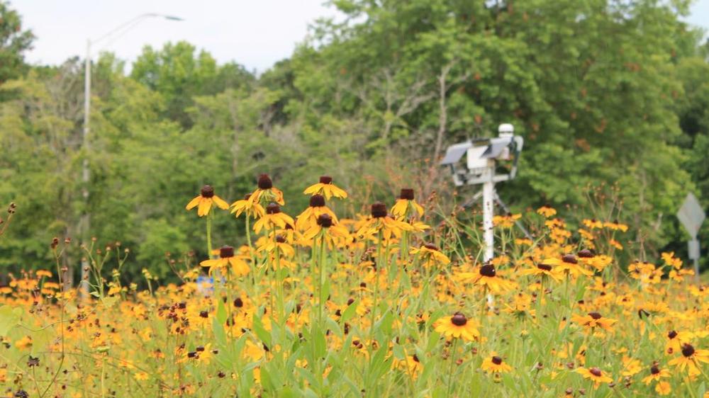 This six-foot tall environmental sensor, the PheNode, stands just above the wildflowers in one of the Landscape Labs found on The Ray Highway. The Ray  