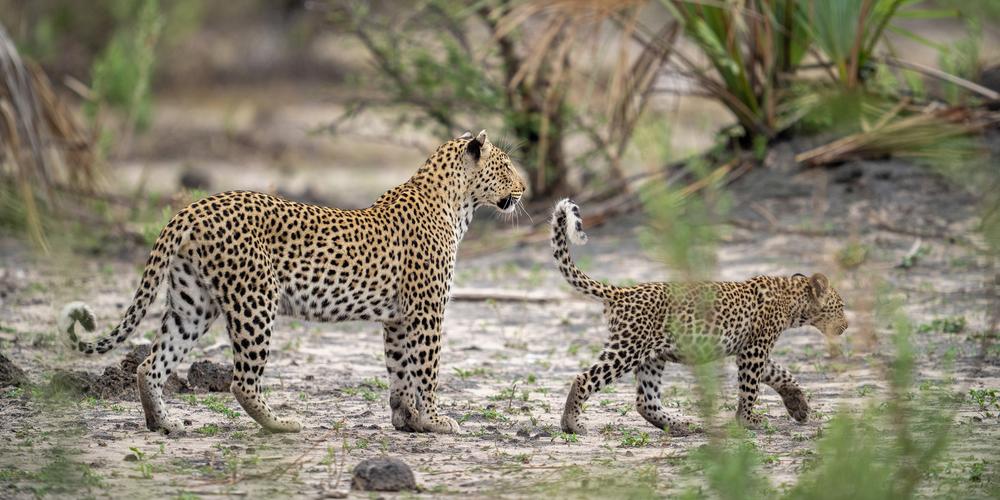 Sephiri, a female leopard, walks through her territory with one of her two cubs. Wilderness Qorokwe, Botswana.