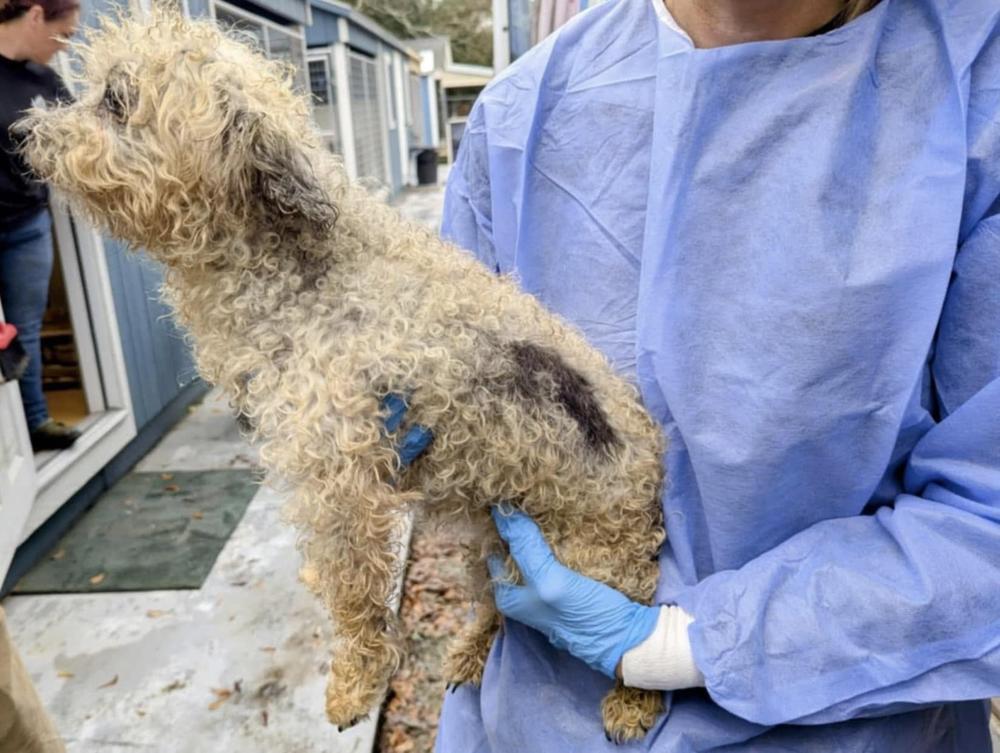 A dog raised in a puppy mill is held by a rescue worker.