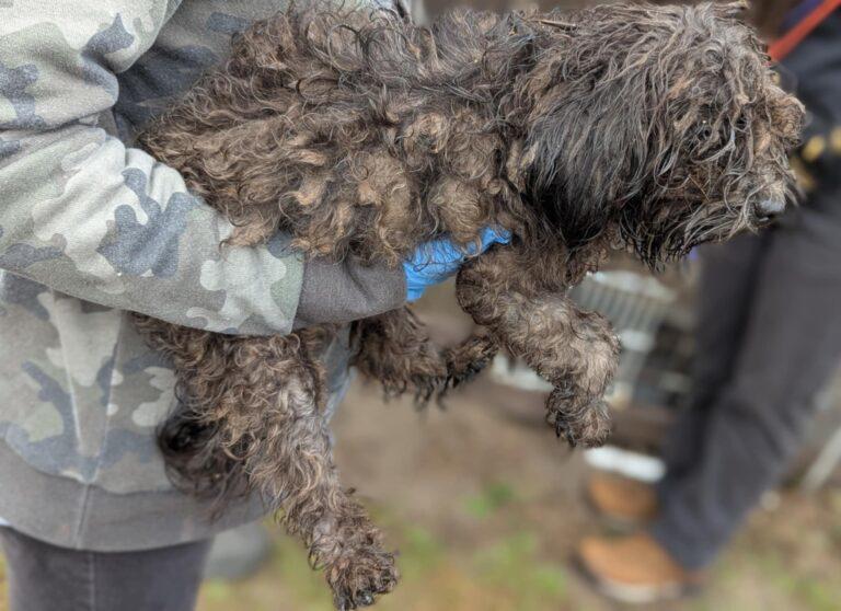 A shaggy dog raised in a puppy mill is carried by a rescue worker