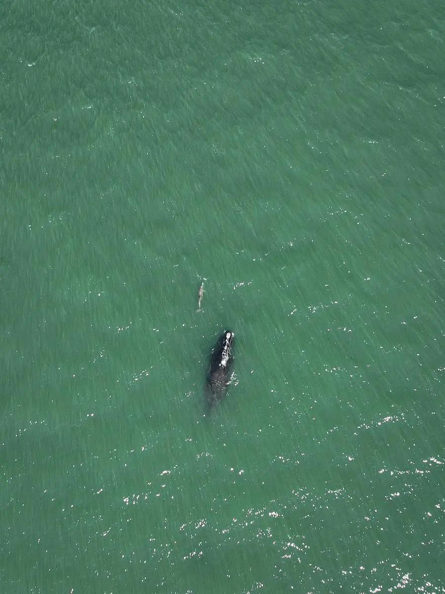 A juvenile endangered North Atlantic right whale accompanied by a dolphin near St. Marys, Jan. 26, 2025 (GADNR/NOAA Permit #26919)  Credit: Trip Kolkmeyer/GA DNR