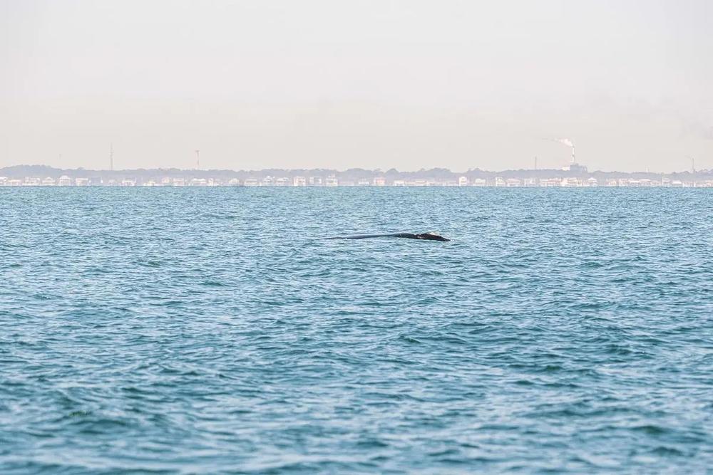 A juvenile endangered North Atlantic right whale near St. Marys, Jan. 26, 2025 (GADNR/NOAA Permit #26919)  Credit: Justin Taylor/The Current GA