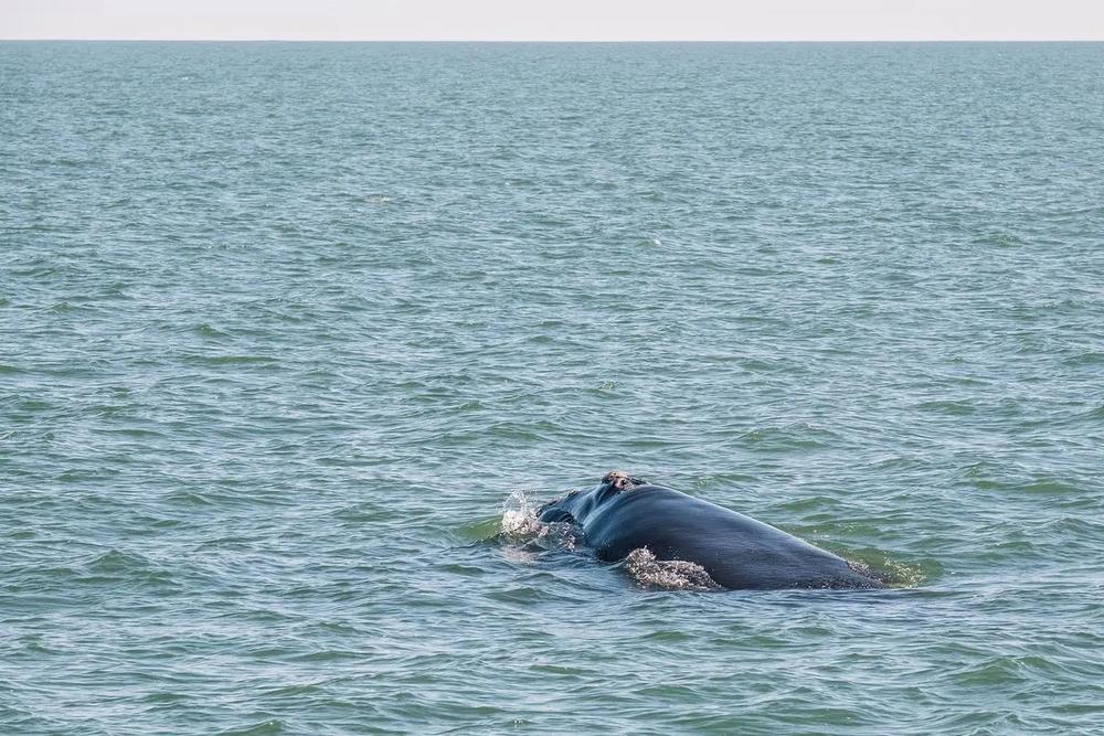 A juvenile endangered North Atlantic right whale near St. Marys on Jan. 26, 2025 (GADNR/NOAA Permit #26919)  Credit: Justin Taylor/The Current GA