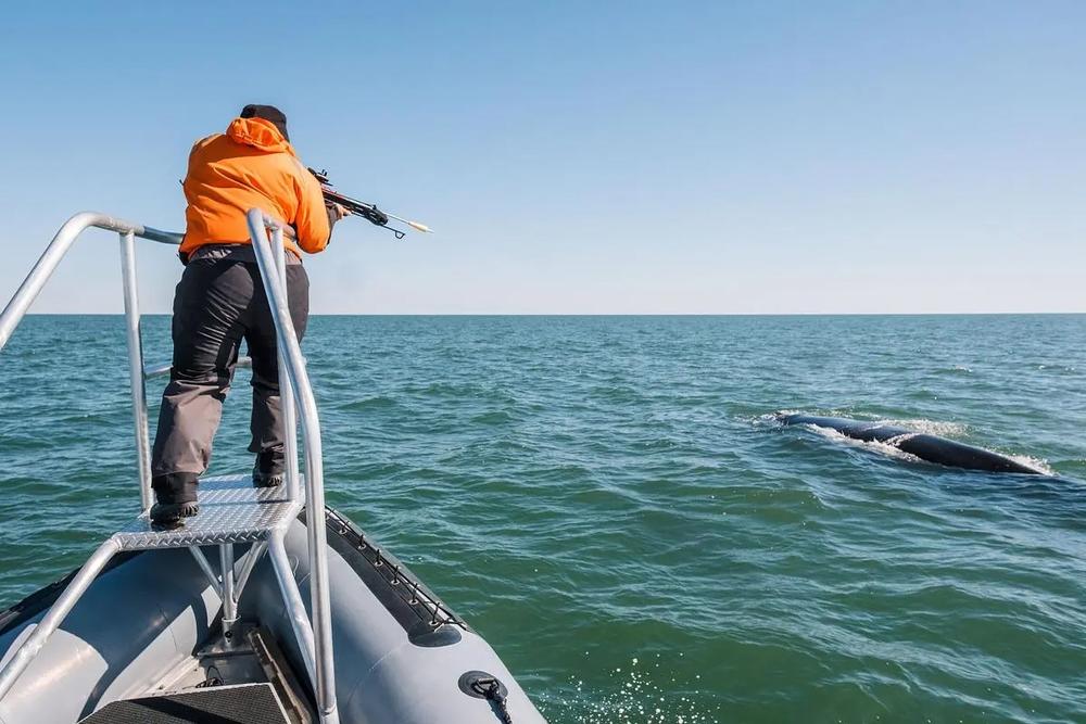 Senior Wildlife Biologist Jessica Thompson uses a specialized crossbow to collect a skin and blubber sample from a juvenile endangered North Atlantic right whale near St. Marys, Jan. 26, 2025. The samples are sent to a lab for DNA testing to determine the whale’s identity, health, sex, and genealogy. (GADNR/NOAA Permit #26919)  Credit: Justin Taylor/The Current GA