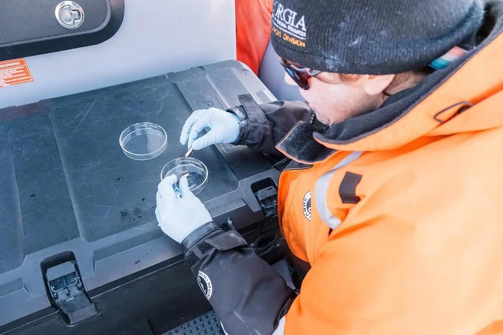 A skin and blubber sample taken from a juvenile endangered North Atlantic right whale near St. Marys on Jan. 26, 2025. The collected samples are sent to a lab for DNA testing to determine the whales identity. 