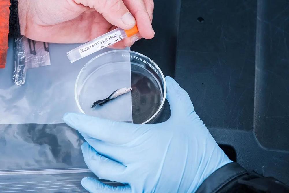 A skin and blubber sample taken from a juvenile endangered North Atlantic right whale near St. Marys, Jan. 26, 2025. The collected samples are sent to a lab for DNA testing to determine the whale’s identity.  Credit:Justin Taylor/The Current GA