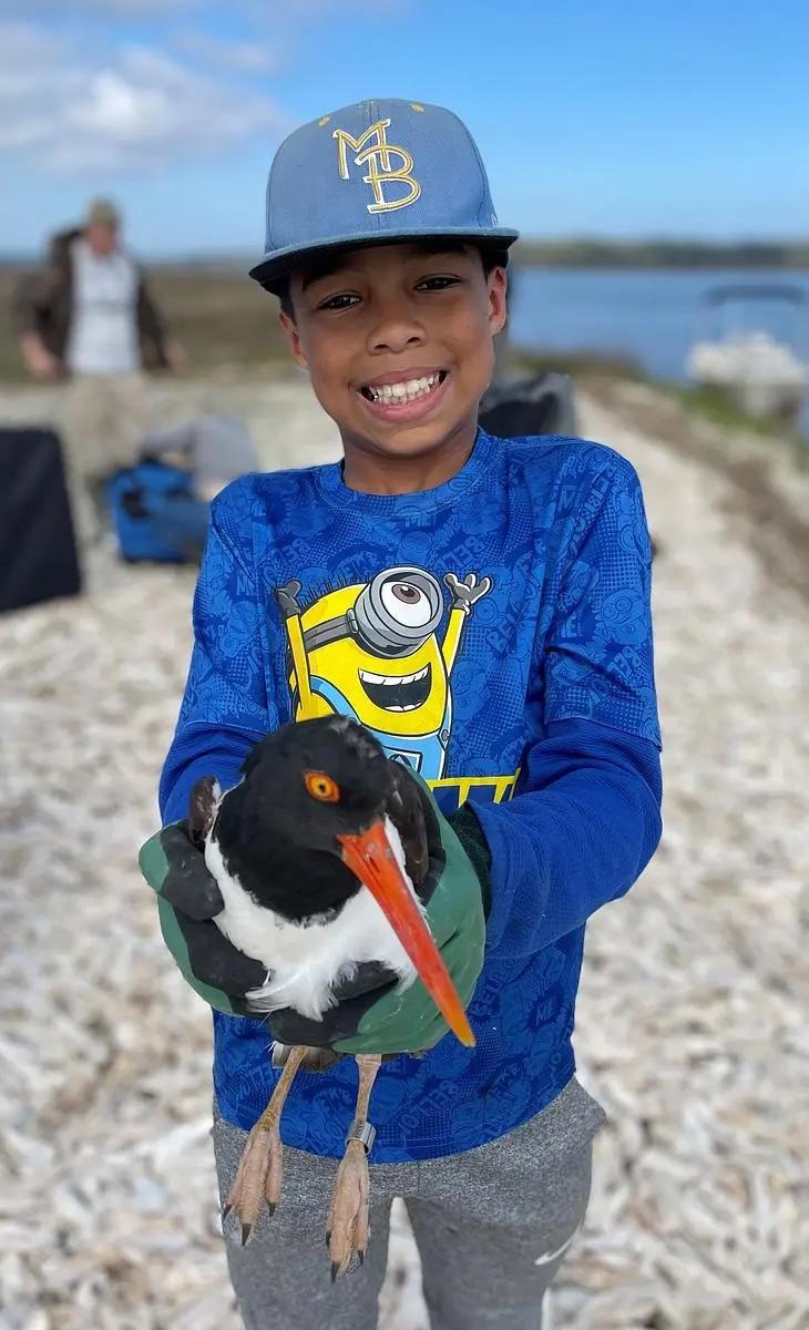 Banding American oystercatchers on Sapelo Island Credit: Tim Keyes/DNR