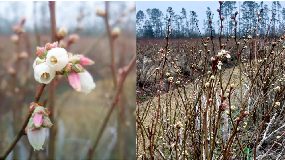 ‘Georgia Dawn’ blueberry grown at UGA Blueberry Research farm, Alapaha, Georgia ripens early in to ‘pink bud stage’, or stage 4. These flower buds at advanced stages are susceptible to freezing damage. Feb. 11, 2025 Ye (Juliet) Chu, UGA Kala Hunter