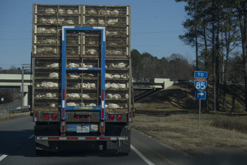 A truck filled with broiler chickens, bred to be consumed, heads toward the Pilgrim's Pride meat processor plant in Athens, Ga., on Jan. 29, 2025.