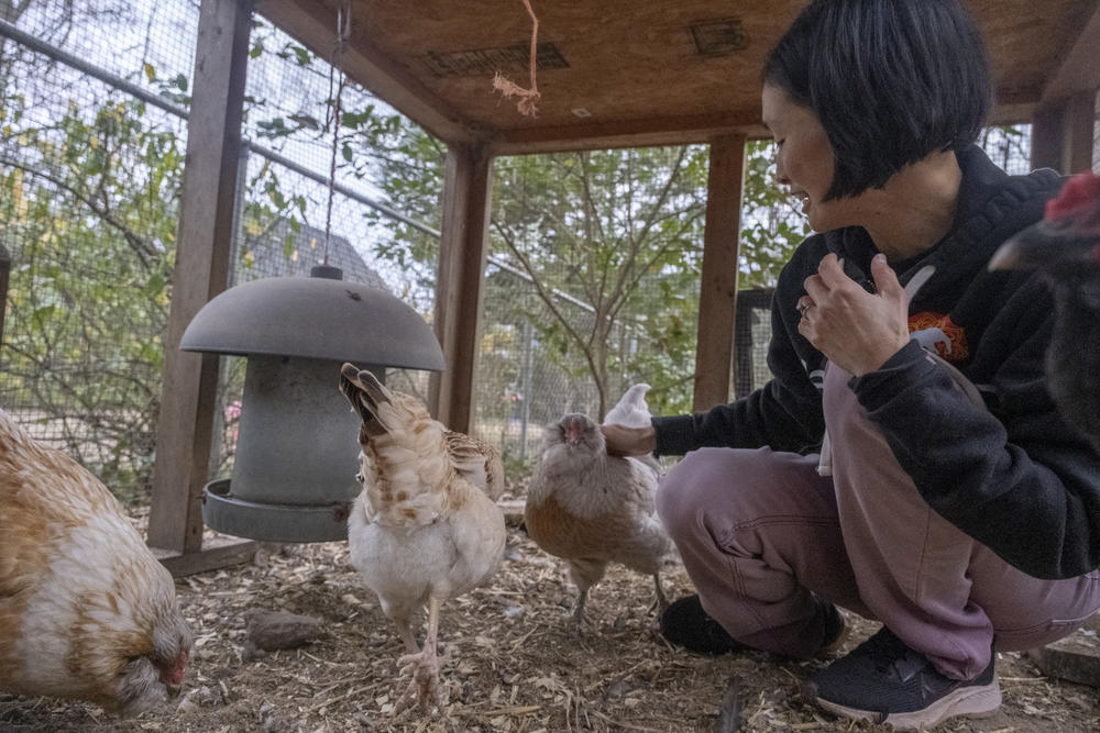 Decatur resident Kyo Brown keeps her backyard flock of chickens in a coop to protect them from predators. 