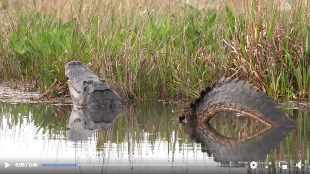 A visitor to Georgia’s Okefenokee Swamp recorded a rarely seen part of the alligator mating ritual called the head slap, researchers say. Jennifer Berglund video screengrab  