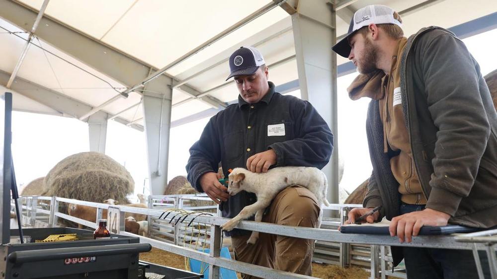 Houston Solar Project ranch manager Jack Mason (left) tags a lamb’s ear while Houston Solar Project ranch hand Buddy Faatz assists on Wednesday, Feb. 14, 2025, at Houston Solar in Elko, Georgia. Before lambs and their families are released into the pasture, ranch staff tag lambs’ ears with a Bluetooth chip tag that will track their weight throughout their lives. Katie Tucker/The Telegraph  