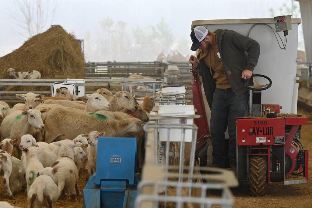 Houston Solar Project ranch hand Buddy Faatz feeds the sheep in the lambing barn on Wednesday, Feb. 12, 2025, at Houston Solar Project in Elko, Georgia. The lambing barn, which finished in late 2023, currently holds hundreds of sheep and lambs, which are monitored, recorded and then released out to the pasture. The total Silicon Ranch number of sheep in the solar pasture in Houston County is now into the thousands. Katie Tucker/The Telegraph  