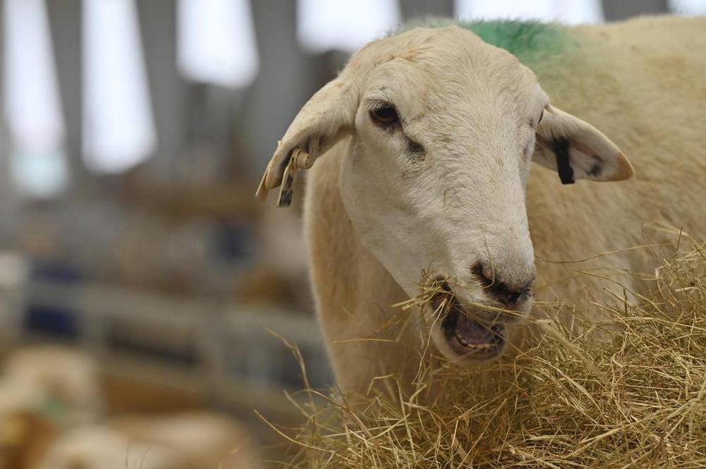 An ewe eats hay inside of the Silicon Ranch lambing barn on Wednesday, Feb. 12, 2025, at Houston Solar Project in Elko, Georgia. The lambing barn, which finished in late 2023, currently holds hundreds of sheep and lambs, which are monitored, recorded and then released out to the pasture. Silicon Ranch breeds its own sheep to enhance parasite resistance and to adapt to the climate in the southeast. Katie Tucker/The Telegraph 