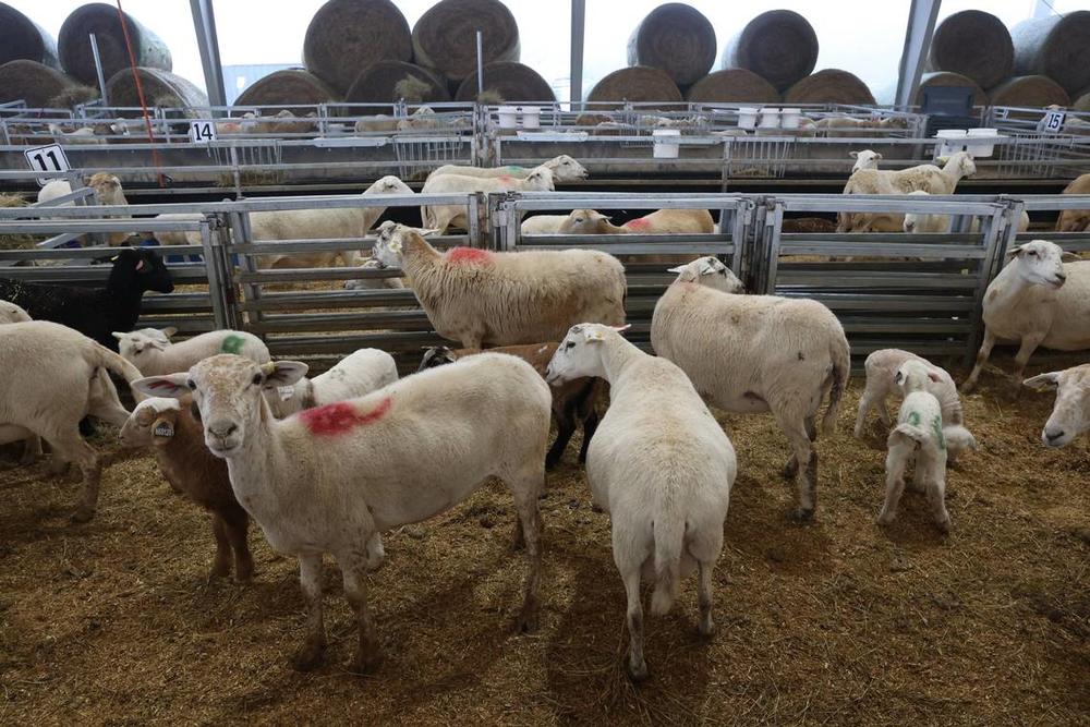 Ewes and lambs stand inside of a pen in the Silicon Ranch lambing barn on Wednesday, Feb. 12, 2025, at Houston Solar Project in Elko, Georgia. The lambing barn, which finished in late 2023, currently holds hundreds of sheep and lambs, which are monitored, recorded and then released out to the pasture. Silicon Ranch breeds its own sheep to enhance parasite resistance and to adapt to the climate in the southeast. Katie Tucker/The Telegraph  