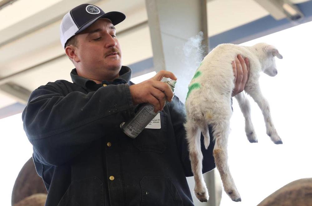 Houston Solar Project ranch manager Jack Mason spray paints the pen number on the back of a newborn lamb on Wednesday, Feb. 12, 2025, in Elko, Georgia. Silicon Ranch breeds its own sheep to enhance parasite resistance and to adapt to the climate in the southeast. Their total sheep flock has grown into the thousands, making it one of the largest in Georgia. Katie Tucker/The Telegraph  