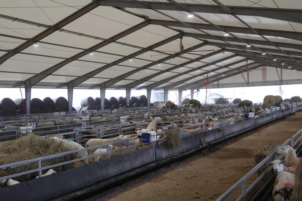 Ewes and lambs stand inside of the Silicon Ranch lambing barn at Houston Solar Project on Wednesday, Feb. 12, 2025, in Elko, Georgia. The lambing barn, which finished in late 2023, currently holds hundreds of sheep and lambs, which are monitored, recorded and then released out to the pasture. Silicon Ranch breeds its own sheep to enhance parasite resistance and to adapt to the climate in the southeast. Katie Tucker/The Telegraph  