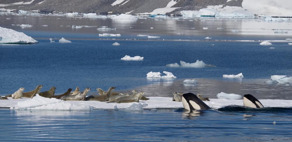 Crabeater seals being pursued by killer whales.