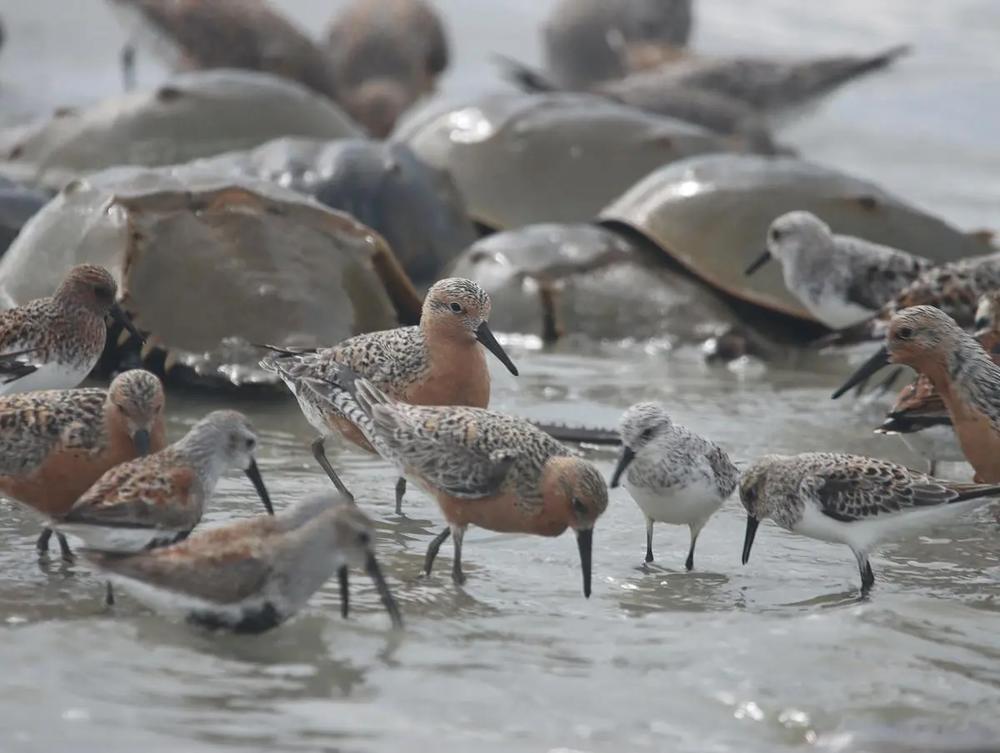 Red knots eating horseshoe crab eggs Credit: Fletcher Smith/DNR