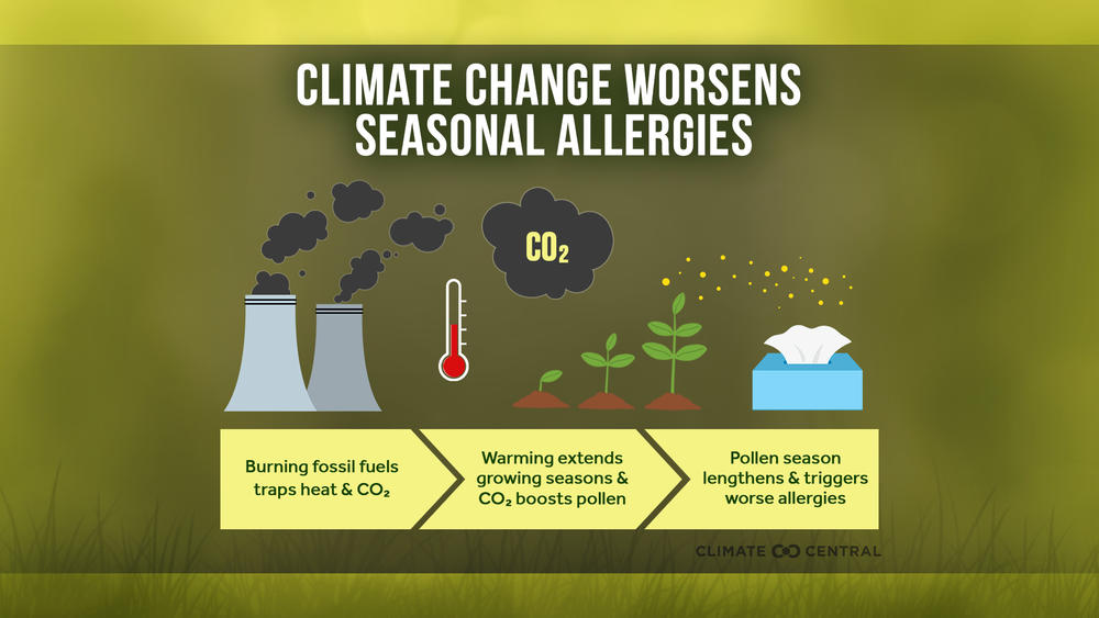 Infographic showing how climate change affects seasonal allergies