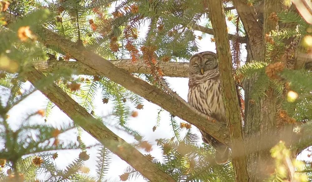 A barred owl sits in a tree in Forsyth Park in 2025. Credit: Courtesy of Andy Young