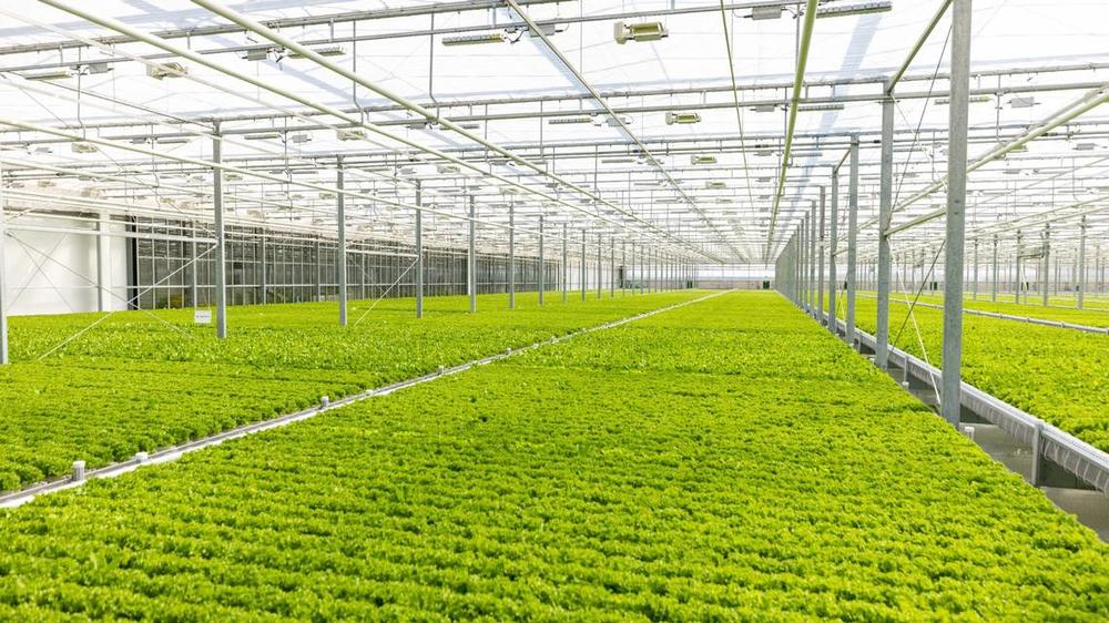 Fresh leafy greens grown in Bibb County greenhouse are being shipped to chains such as Food Lion, Harris Teeter, Ingles, Kroger and Walmart. BrightFarms 