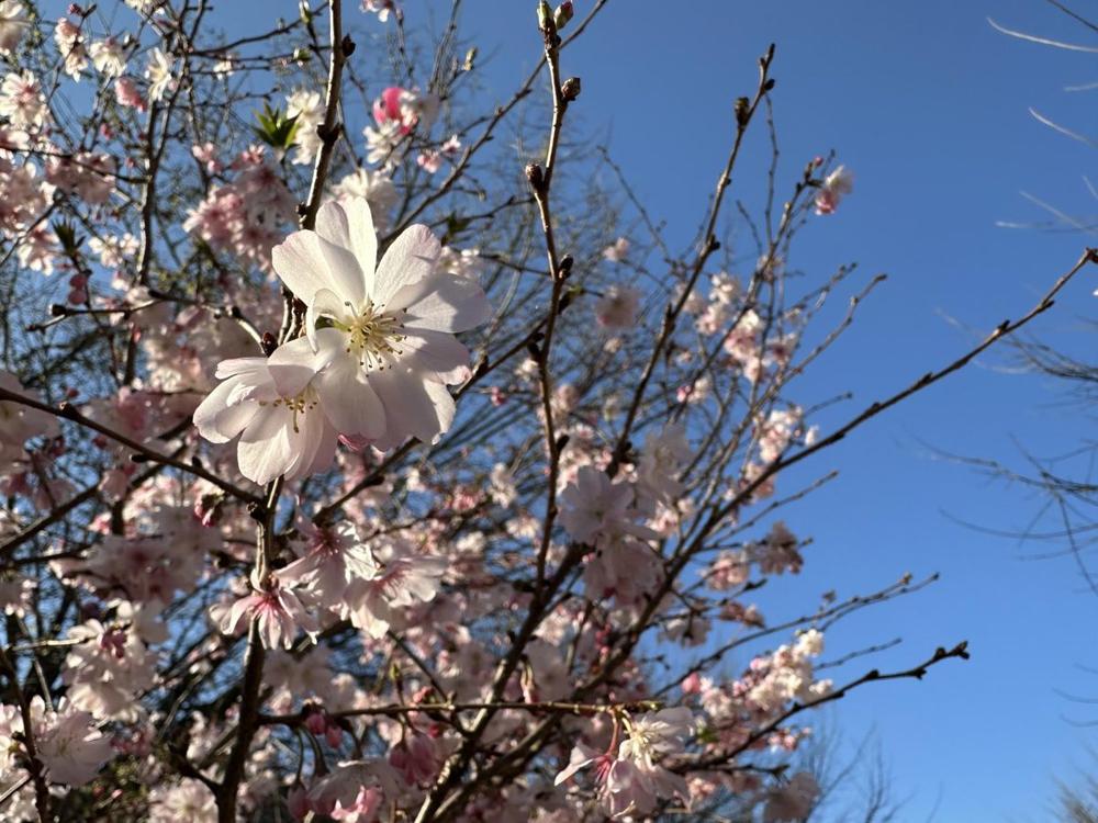 Some newly planted cherry trees bloomed in the second week of March in downtown Macon, but others have yet to bud. (Liz Fabian)